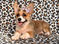 June, a female Pembroke Welsh Corgi for sale in Davenport, FL – 2 of 10