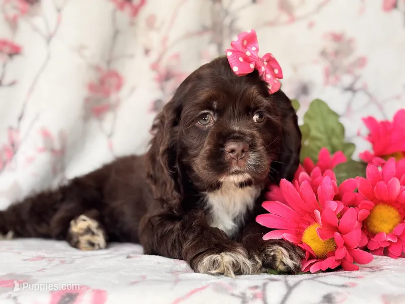 Diamond – Cocker Spaniel puppy for sale in Davenport, FL