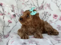 Barbie, a female Cockapoo and Poodle - Toy  for sale in Davenport, FL – 8 of 9