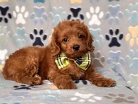 Hiccup, a male Cavapoo and Poodle - Miniature  for sale in Davenport, FL – 4 of 10