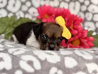 Beauty, a female French Bulldog and Cockapoo for sale in Davenport, FL – 1 of 10