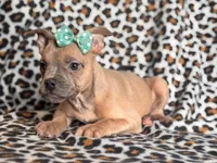 Stella, a female French Bulldog and American Pit Bull Terrier for sale in Davenport, FL – 9 of 10