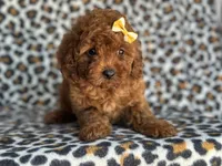 Polly-sale, a female Cavapoo and Poodle - Miniature  for sale in Davenport, FL – 5 of 5