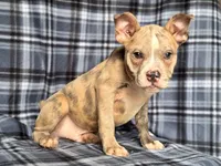 Dagger-price reduced , a male French Bulldog and American Pit Bull Terrier for sale in Davenport, FL – 1 of 10