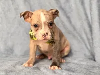 Dagger, a male French Bulldog and American Pit Bull Terrier for sale in Davenport, FL – 5 of 10