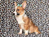 Hope-price reduced , a female Pembroke Welsh Corgi for sale in Davenport, FL – 6 of 9
