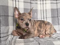 Tigger, a male French Bulldog and American Pit Bull Terrier for sale in Davenport, FL – 3 of 10