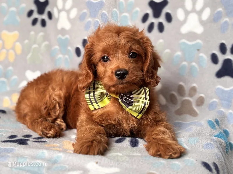Hiccup – Cavapoo, Poodle - Miniature  puppy for sale in Davenport, FL