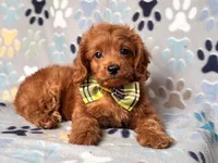 Hiccup, a male Cavapoo and Poodle - Miniature  for sale in Davenport, FL – 1 of 10