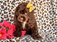 Sage, a female Cocker Spaniel for sale in Davenport, FL – 1 of 10