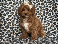 Georgia , a female Cavapoo and Poodle - Miniature  for sale in Davenport, FL – 8 of 10