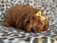 Polly-sale, a female Cavapoo and Poodle - Miniature  for sale in Davenport, FL – 3 of 5