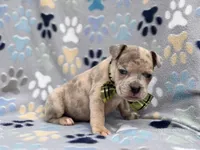Tigger, a male French Bulldog and American Pit Bull Terrier for sale in Davenport, FL – 6 of 10
