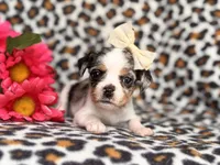 Quinn cookie, a female French Bulldog and Cockapoo for sale in Davenport, FL – 7 of 10