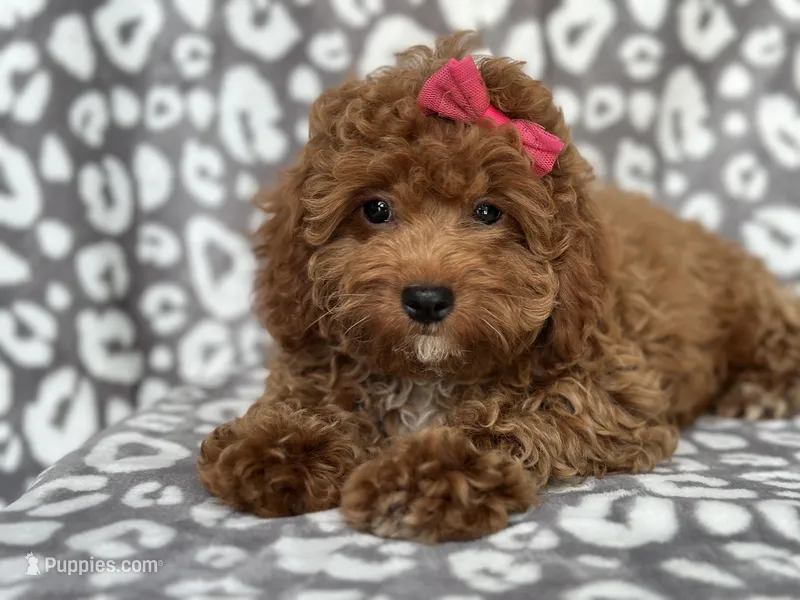Georgia-sale – Cavapoo, Poodle - Miniature  puppy for sale in Davenport, FL