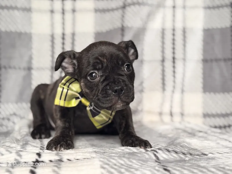 Camo – French Bulldog, American Pit Bull Terrier puppy for sale in Davenport, FL