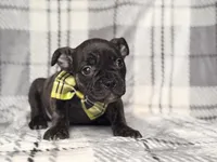Camo, a male French Bulldog and American Pit Bull Terrier for sale in Davenport, FL – 1 of 9