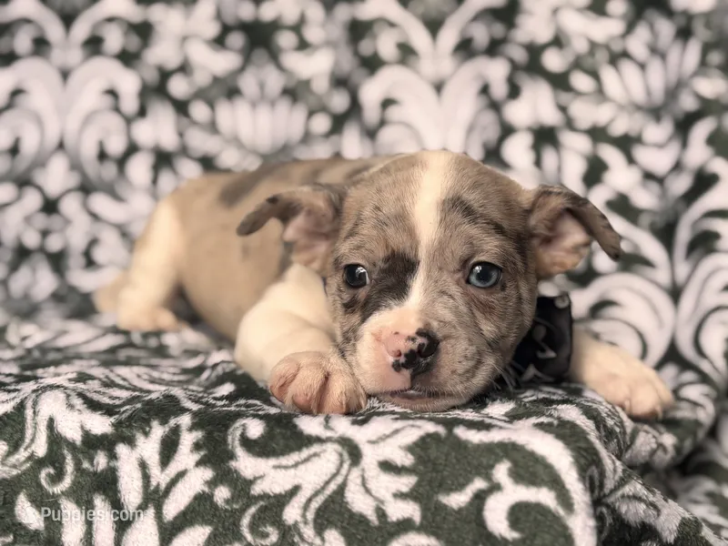 Charlie – French Bulldog, American Pit Bull Terrier puppy for sale in Davenport, FL
