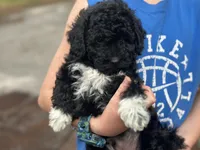 Socks , a male Poodle - Miniature  and Havapoo for sale in Davenport, FL – 9 of 10