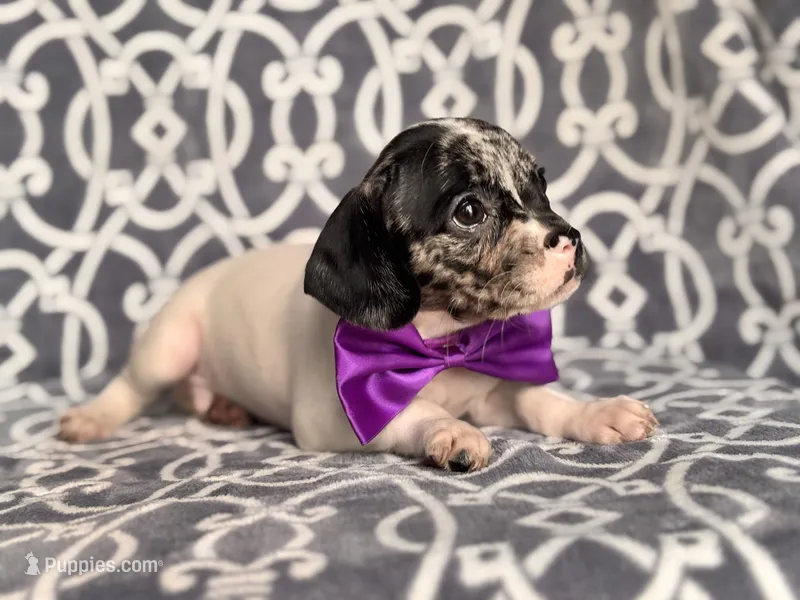 Moose – French Bulldog, Cockapoo puppy for sale in Davenport, FL