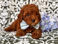 Joe, a male Cavapoo and Poodle - Toy  for sale in Davenport, FL – 5 of 10