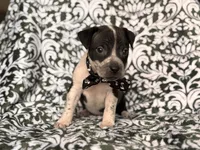 Radio , a male American Pit Bull Terrier and Cane Corso for sale in Davenport, FL – 2 of 9
