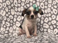 Quinn cookie, a female French Bulldog and Cockapoo for sale in Davenport, FL – 6 of 8