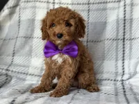 Brice, a male Cockapoo and Poodle - Toy  for sale in Davenport, FL – 8 of 10