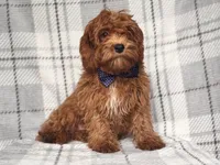 Wyatt, a male Cavapoo and Poodle - Toy  for sale in Davenport, FL – 6 of 9