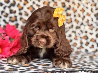 Sage, a female Cocker Spaniel for sale in Davenport, FL – 10 of 10