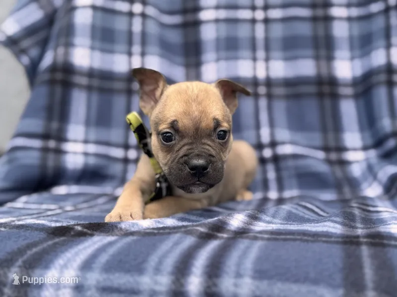 Scout – French Bulldog, American Pit Bull Terrier puppy for sale in Davenport, FL