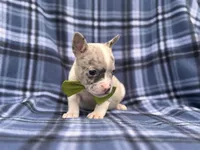 Charlie, a male French Bulldog and American Pit Bull Terrier for sale in Davenport, FL – 3 of 10