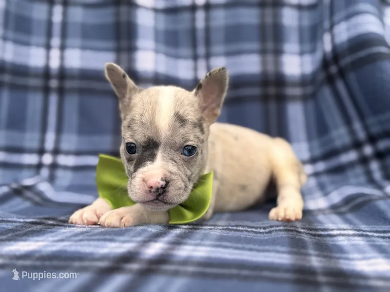 Charlie – French Bulldog, American Pit Bull Terrier puppy for sale in Davenport, FL