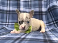 Charlie, a male French Bulldog and American Pit Bull Terrier for sale in Davenport, FL – 1 of 10