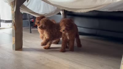Mini-sale, a female Cavapoo and Poodle - Miniature  for sale in Davenport, FL – 10 of 10