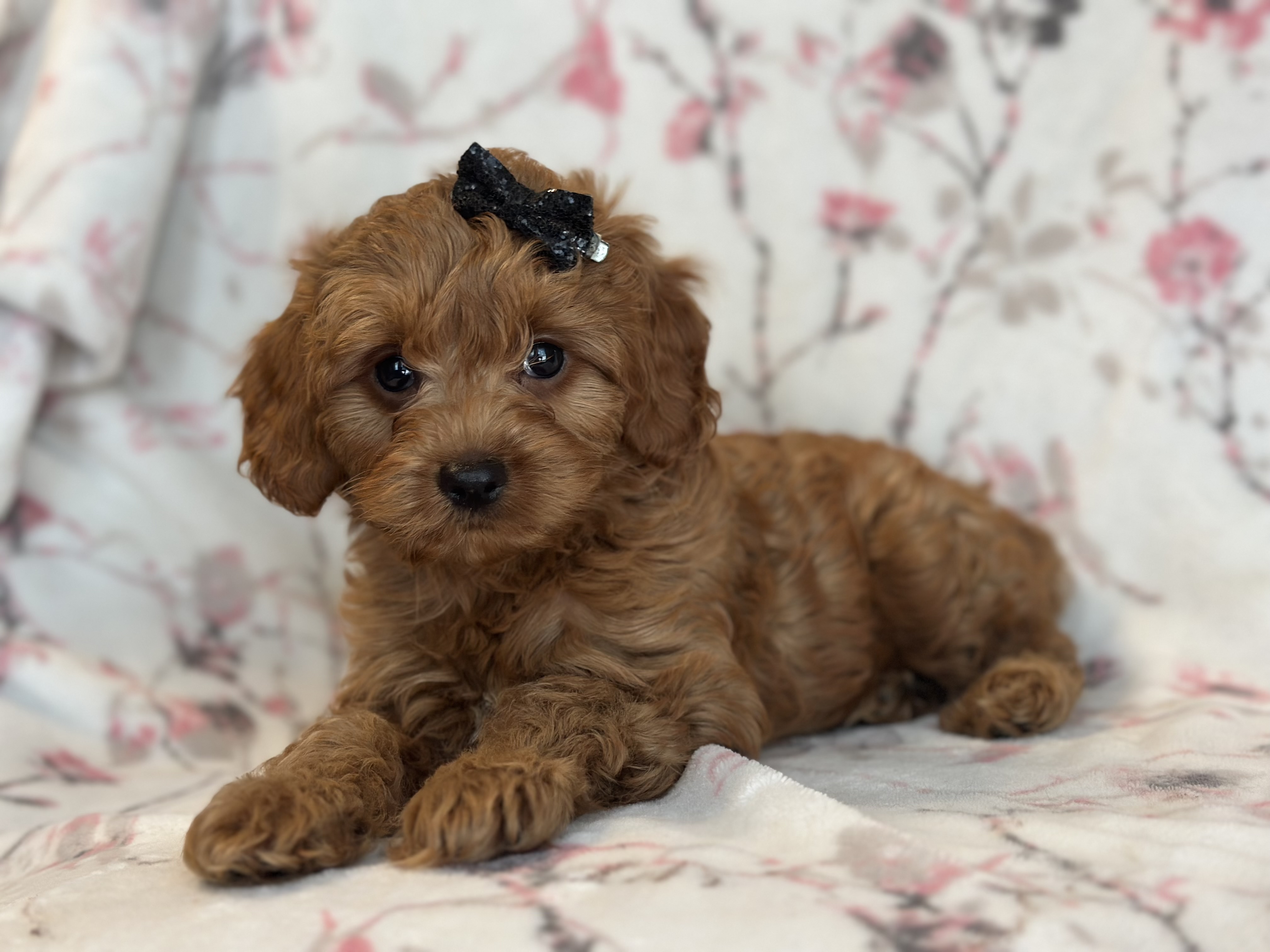Cutie is a Cockapoo and Poodle - Toy puppy for sale in Davenport, FL
