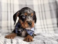 Squirrel, a male French Bulldog and Cockapoo for sale in Davenport, FL – 8 of 10