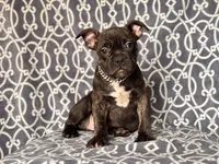 Camo-price reduced, a male French Bulldog and American Pit Bull Terrier for sale in Davenport, FL – 9 of 10