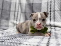Dagger, a male French Bulldog and American Pit Bull Terrier for sale in Davenport, FL – 7 of 10