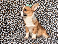 Hope-price reduced , a female Pembroke Welsh Corgi for sale in Davenport, FL – 4 of 9