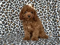  Bubbles , a female Cavapoo and Poodle - Miniature  for sale in Davenport, FL – 2 of 10