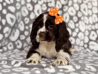 Jess, a female Cocker Spaniel for sale in Davenport, FL – 3 of 10