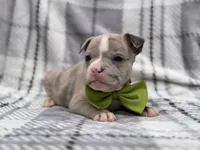 Dagger, a male French Bulldog and American Pit Bull Terrier for sale in Davenport, FL – 10 of 10