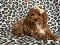 Georgia , a female Cavapoo and Poodle - Miniature  for sale in Davenport, FL – 3 of 10