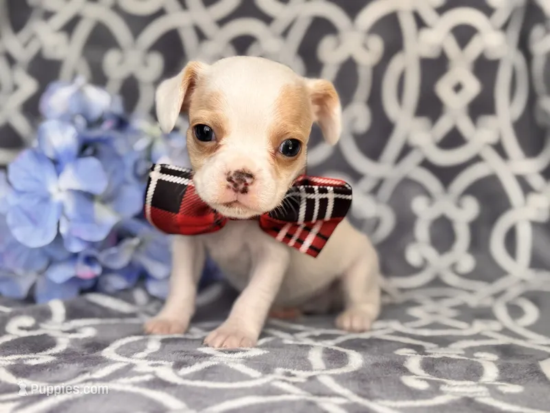 Mouse – French Bulldog, Cockapoo puppy for sale in Davenport, FL