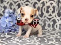 Mouse, a male French Bulldog and Cockapoo for sale in Davenport, FL – 1 of 10