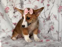 Hope, a female Pembroke Welsh Corgi for sale in Davenport, FL – 9 of 10