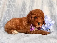 James, a male Cavapoo and Poodle - Toy  for sale in Davenport, FL – 4 of 10