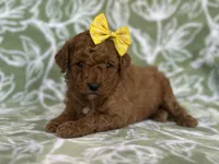 Mini, a female Cavapoo and Poodle - Miniature  for sale in Davenport, FL – Photo 6 of 8