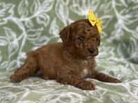 Mini, a female Cavapoo and Poodle - Miniature  for sale in Davenport, FL – Photo 3 of 8